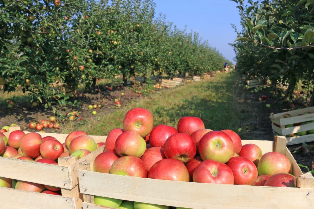 2_Day5_AppleHill