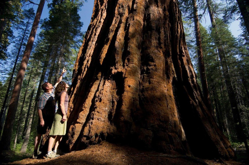 Calaveras Big Trees State Park | Courtesy OARS