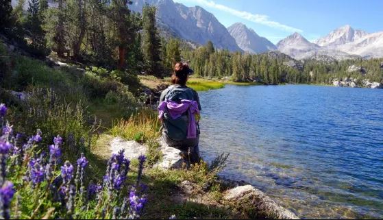 Little Lakes Valley Mono County High Sierra Wildflowers