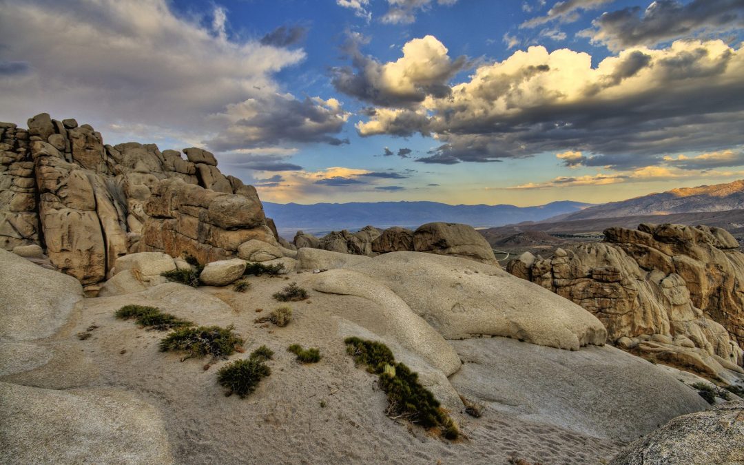 Buttermilks