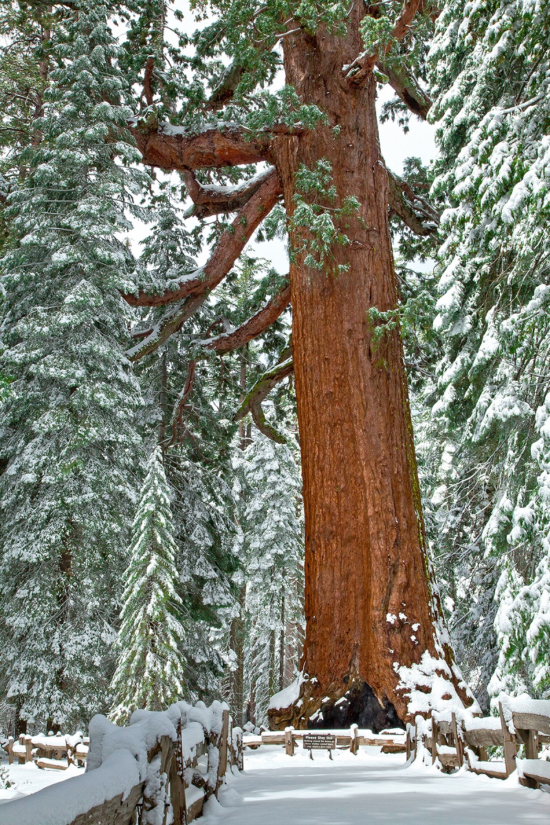 Grizzly Giant Snowshoeing in the high sierra yosemite national park