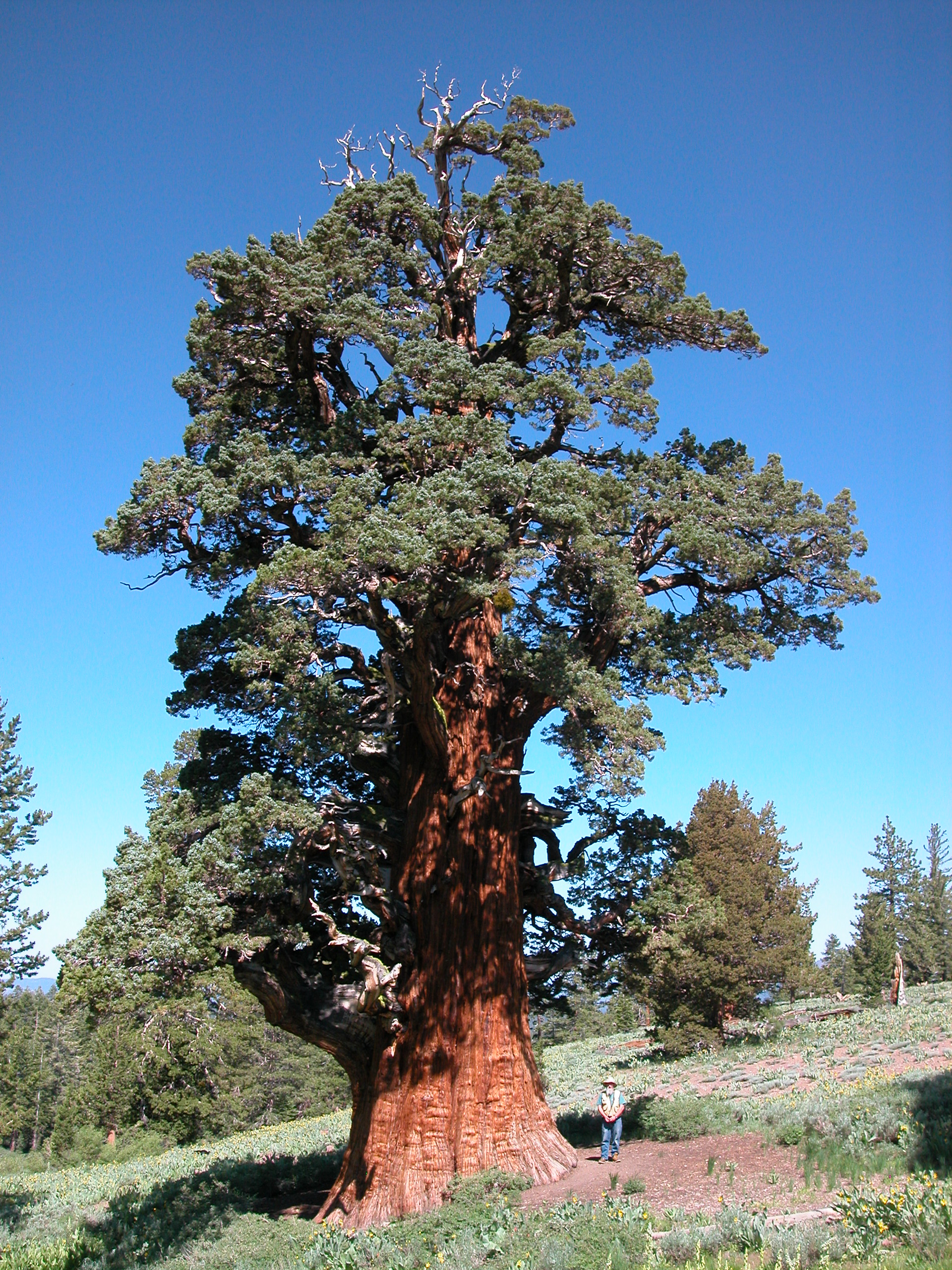 Bennett Juniper