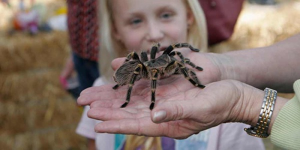 Tarantula Festival