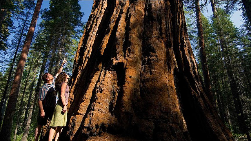 Adults standing next to giant Sequoia in Calaveras Big Trees State Park quintessential High Sierra