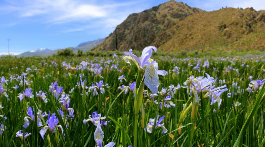 Wild Iris California flowers