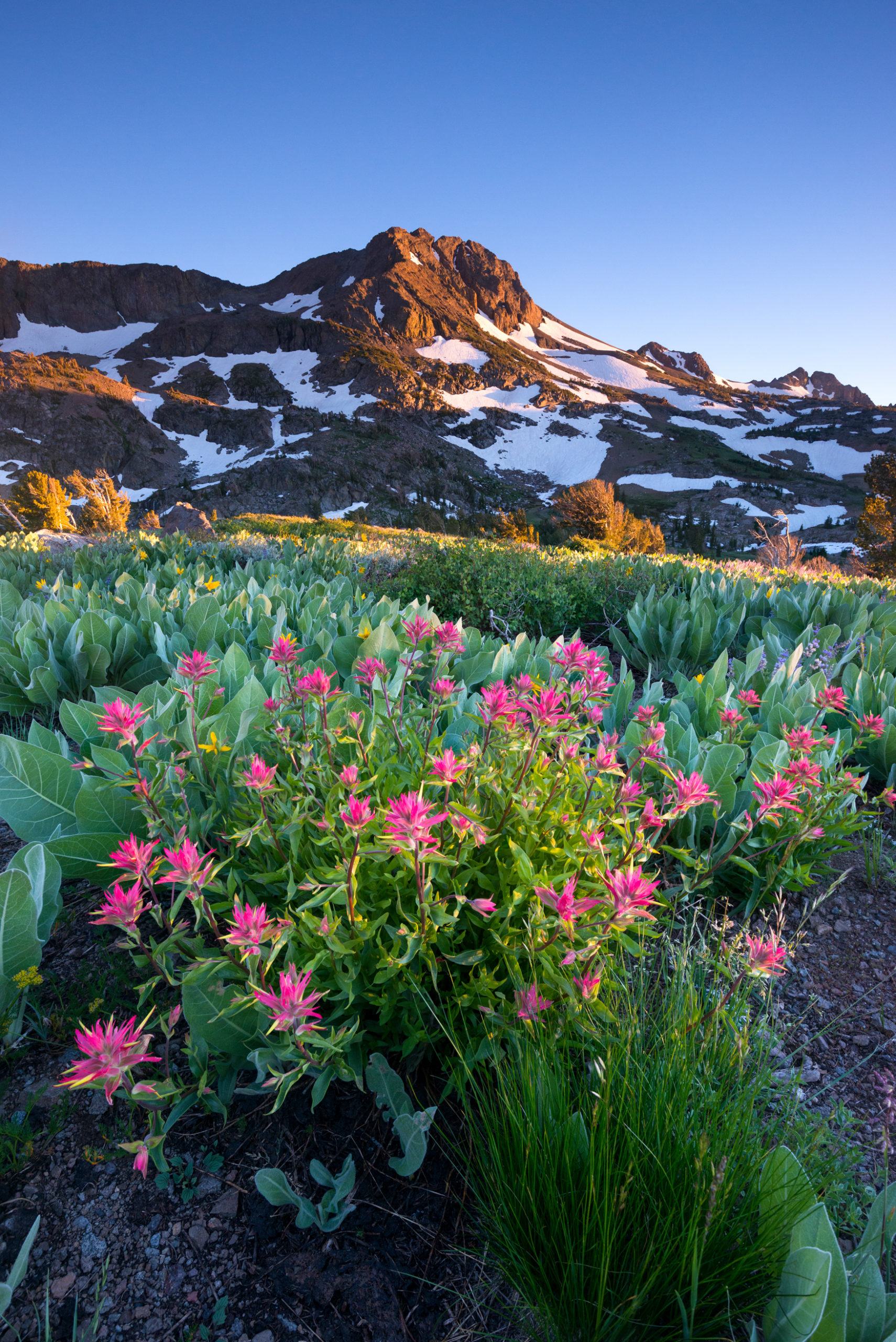 a field of wildflowers near Lake Tahoe